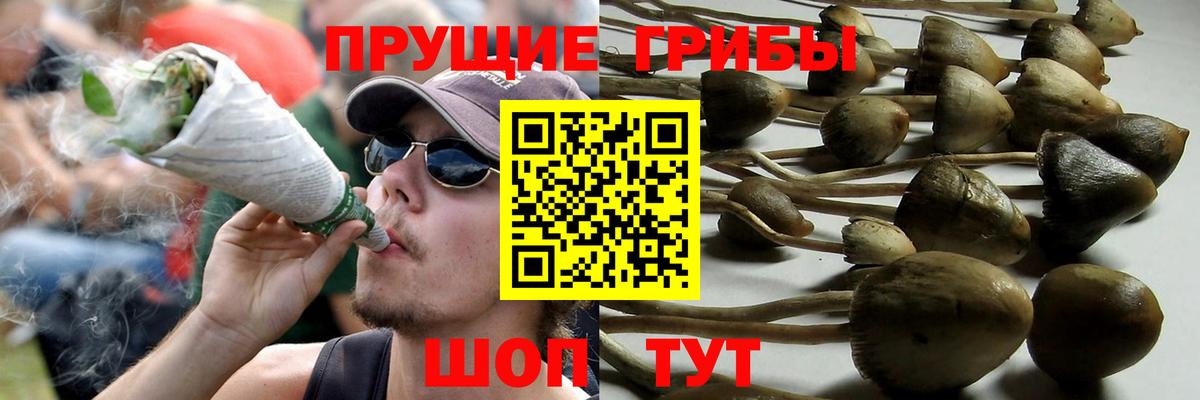Псилоцибиновые грибы Psilocybe Вятские Поляны